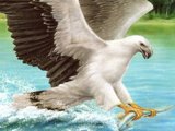Birds of Prey Puzzle Game Birds of Prey Puzzle Game