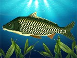 Real Fishing Game Real Fishing Game
