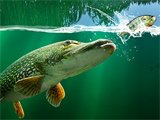 Willow Pond Fishing Game Willow Pond Fishing Game