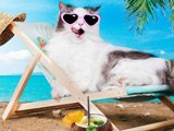 Quiz: Which Cat Breed Is Your Personality? Quiz: Which Cat Breed Is Your Personality?