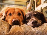 Test: What Dog Breed Are You? Test: What Dog Breed Are You?